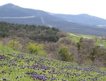 Forest Hyacinth Fields In Region