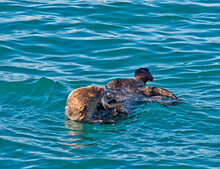 Sea Otter Eating Starfish On A Sunny Summer Day In Southeast Alaska.