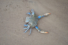 Crab On The Sand
