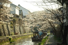 Hachiman-bori Canal With Cherry Blossom In Full Bloom