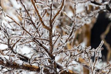 Wall Mural - all branches are frozen