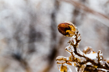 Wall Mural - impressive frozen buds after freezing rain