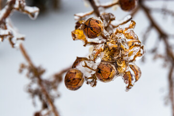 Wall Mural - frozen branches after a freezing rain