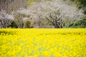 満開の菜の花畑と桜　鹿児島市都市農業センター
