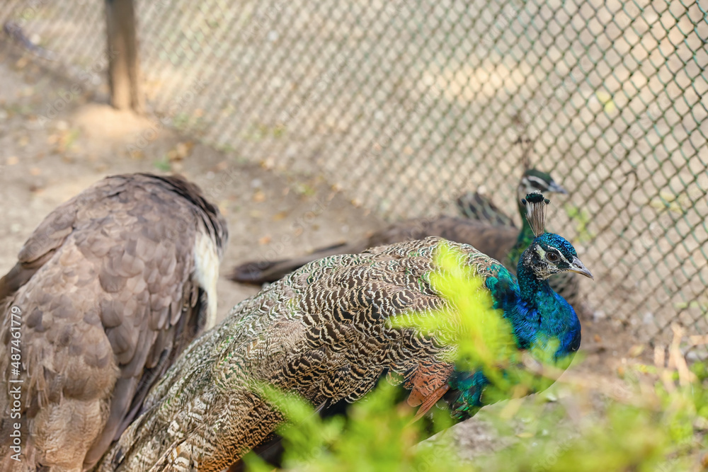 Beautiful peacocks in zoological garden
