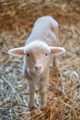 Wall Mural - A cute white lamb in a barn