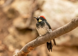 Wall Mural - an acorn woodpecker perched on a branch