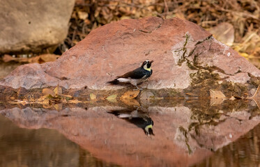 Wall Mural - an acorn woodpecker grabs a drink of water from the stream