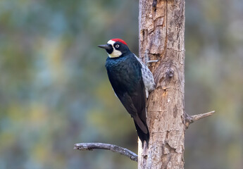 Wall Mural - an acorn woodpecker watches behind itself from a dead tree