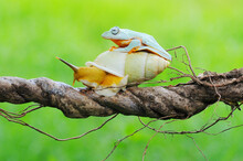A Tree Frog Rides An Albino Snail