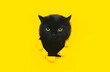 A big funny black cat squeezes in and looks through a hole in yellow paper. Naughty pet and mischievous domestic animal. Peekaboo. Copy space.