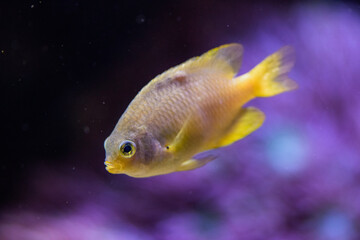 Sticker - A close-up shot of a cichlid fish in the background of blurry coral.