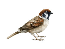 Sparrow Bird Watercolor Illustration. Common House Sparrow Realistic Illustration. Passer Montanus Avian. Common City, Village, Backyard And Forest Small Bird. Sparrow On White Background
