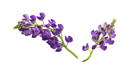 Wall Mural - set of purple flowers of lupinus polyphyllus isolated