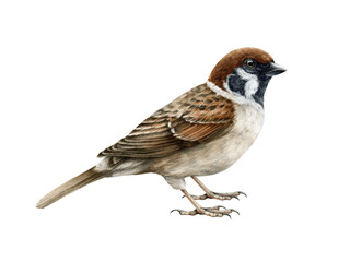 Sparrow bird watercolor illustration. Common house sparrow realistic illustration. Passer montanus avian. Common city, village, backyard and forest small bird. Sparrow on white background