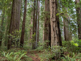 Fototapeta Panele - A dense grove of coastal redwoods in California.