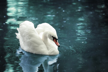 Wall Mural - Beautiful white swan swimming in lake