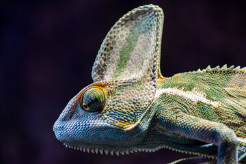 Sticker - A closeup shot of a Common chameleon on a black background