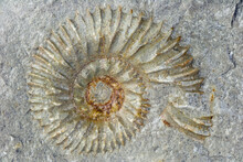 A Fossilized Ammonite Can Be Seen In A Limestone