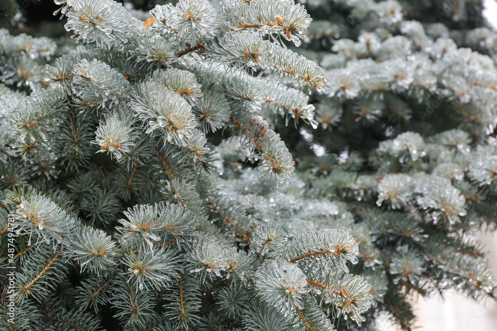 Beautiful blue spruce branches covered with ice on winter day