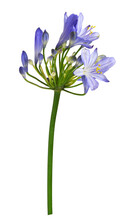 Blue Agapanthus Flowers And Buds Isolated