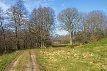 Wall Mural - Dirt road on a meadow to the forest