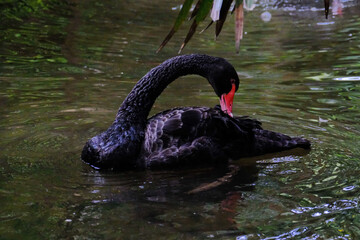 Poster - A black swan swimming in the lake