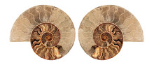 Ammonite , Prehistoric Fossilized Mollusk , An Extinct Marine Animal.
