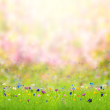 Fototapeta Sawanna - Beautiful spring flower on meadow