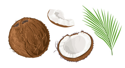 Wall Mural - Coconut set. Brown whole coconut, half and green leaf isolated on white background. Vector cartoon flat illustration.