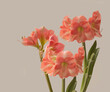 Three  pink hippeastrum (amaryllis) Rosalia  on grey background.