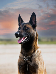 Sticker - training of belgian shepherd