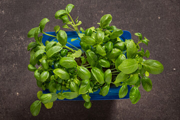 Canvas Print - organic microgreens in the box