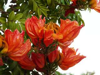 Wall Mural - Flowers of African tulip tree or Fire bell