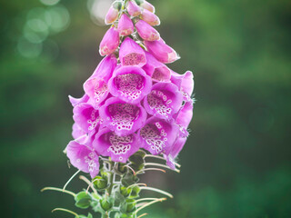 Wall Mural - Inflorescence of a pink foxglove, Digitalis purpurea, growing in a garden in autumn, green forest background, closeup with selective focus