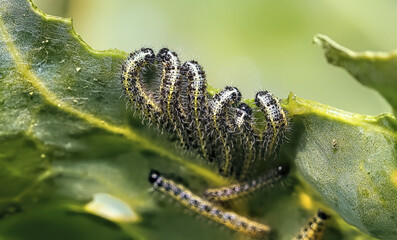 Poster - A closeup shot of the multiple Caterpillars creeping up on the leaves