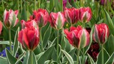 Fototapeta Kwiaty - Wiosenne kwiaty tulipany w porannym słońcu