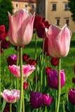 Fototapeta Tulipany - Wiosenne kwiaty tulipany w porannym słońcu