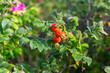 gardening, botany and flora concept - dogrose bush with berries at summer garden