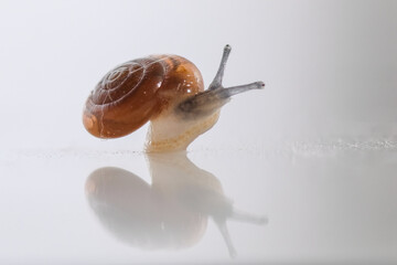 Wall Mural - snail