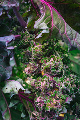 Wall Mural - Kalette, kale sprouts or flower sprouts growing in vegetable garden