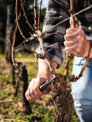 Wall Mural - Close-up of a vine grower hand. Prune the vineyard with professional steel scissors. Traditional agriculture. Winter pruning, Guyot method. 