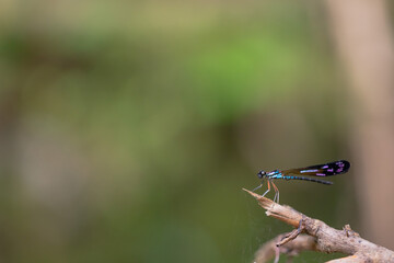 unique insects with blur & bokeh background
beautiful butterfly and dragonfly on blur background