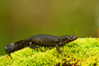 Great crested newt on the rock, Triturus cristatus, Bieszczady Mountains, Carpathians, Poland.
