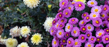 Pink Aster Blooms With Space For Text. Banner For Websites About Flowers, Nature. Selective Focus.
