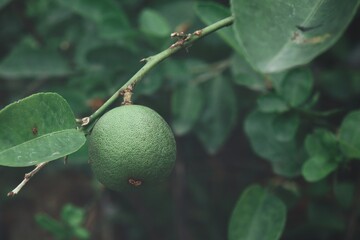 Poster - Close up of green lime and leaves on tree