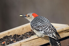 Red Bellied Female Woodpecker Has Half Red Head, Male Has Full Red Head Patch, Feeding At Birdfeeder On Overcast Winter Day
