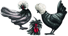 The Set Of Hand-drawn Chickens. The Breed Of White Crested Black Polish