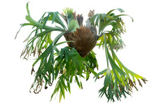 Nature Background And Textured Of Aristolochia Indica Tree Or Elkhorn Fern, Staghorn Fern. With Clipping Path.