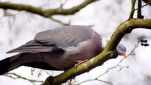 A Pigeon Sitting On The Branch Of A Tree, Looking Around Before Flying Away